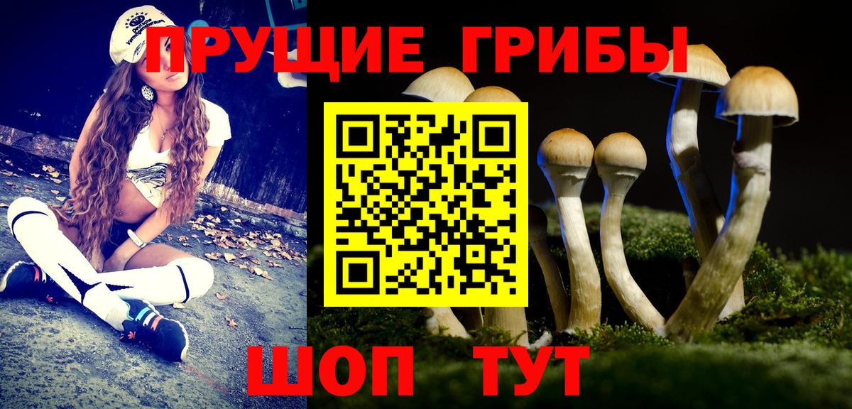 Галлюциногенные грибы Psilocybine cubensis Сургут